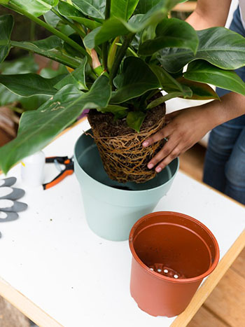 Comment entretenir ses plantes - changement de pots